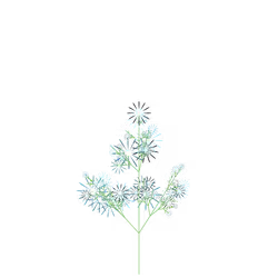 Hidden Cress