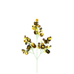 Mountain Laceflower
