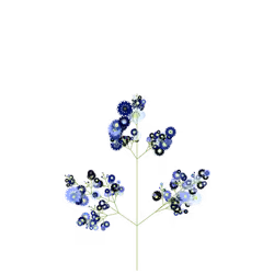 Wolf Swallow-wort