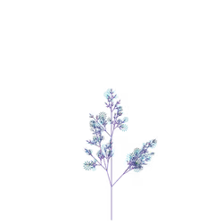 Queen's Thimbleweed