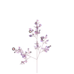 Perfumed Sorrel