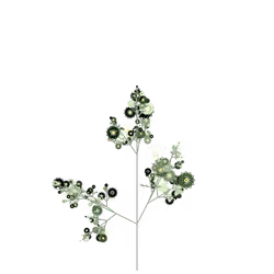 Spirit Dewberry