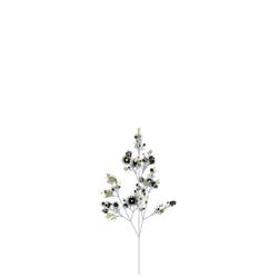 Moon Shadbush