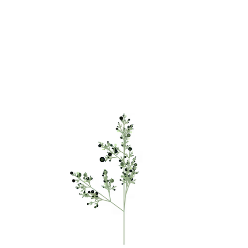 Nubloomfractal