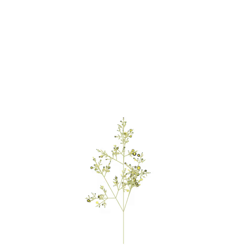 Nubloomfractal