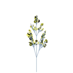 Chameleon Weed