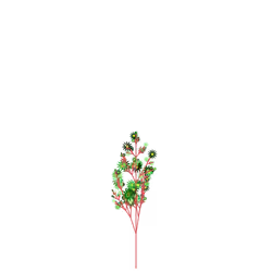 Chameleon Rosemary