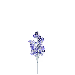 Hollow Belladonna