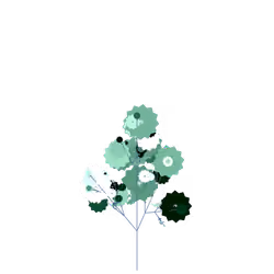 Royal Colwort