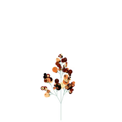 Dire Brittlebush