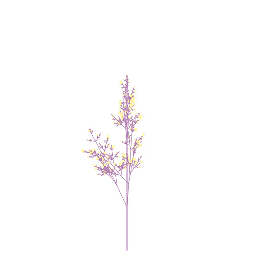 Nubloomfractal
