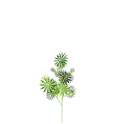 Nubloomfractal