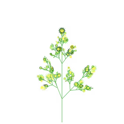 Black Houseleek