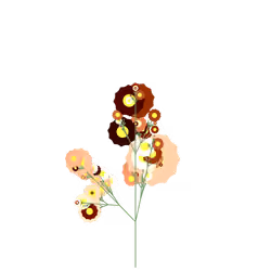 Spider Rosemary