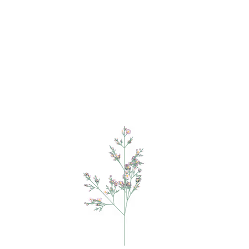 Nubloomfractal