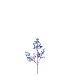 Phantom Swallow-wort
