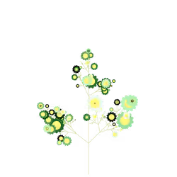 Rash Feverfew