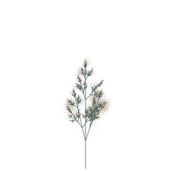 Assassin Buxus