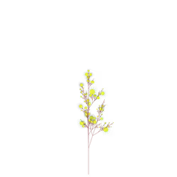 Aromatic Cress