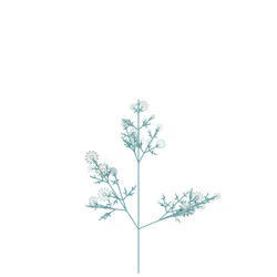 Bright Gilliflower