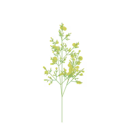 Hidden Bittercress