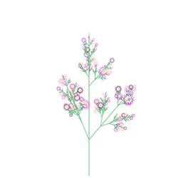 Flying Stammerwort