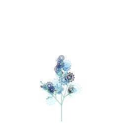 Frost Fennel