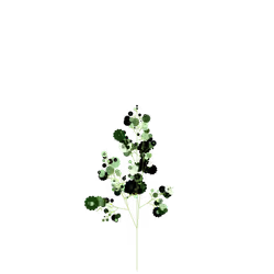 Restoration Tansy
