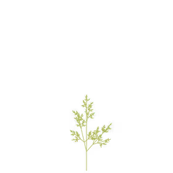 Banshee Weed