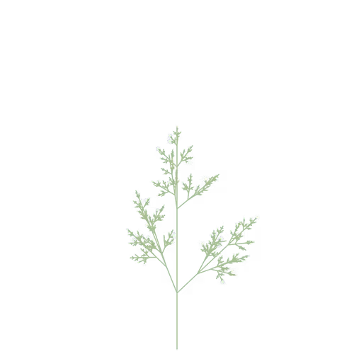 Nubloomfractal