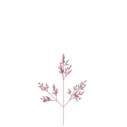 Golden Ink Plant