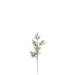 Emperor Lilac