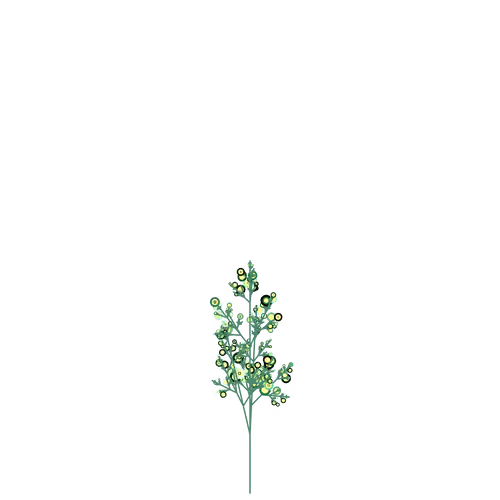 Demon Horse Nettle