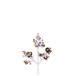 Stinking Laceflower