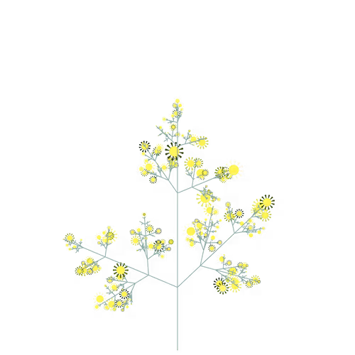 Nubloomfractal