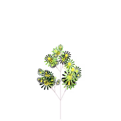 Pygmy Juniper