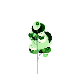 Shield Morel