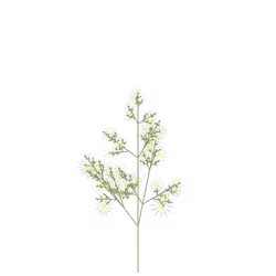 Fever Parsley