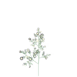 Smooth Thousand-leaf