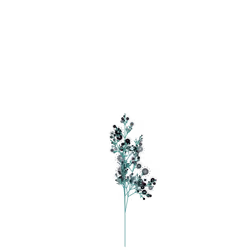 Aromatic Groundberry