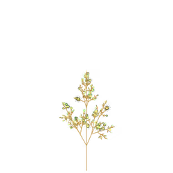 Ash Gutweed