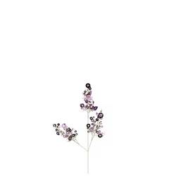 White Gilliflower