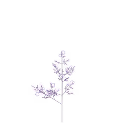 Aquatic Woodbine