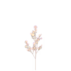 Island Gilliflower
