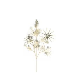 Barbed Parsley