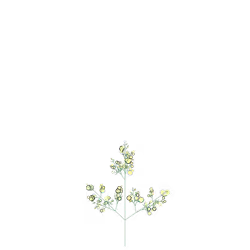 Bone Fumewort