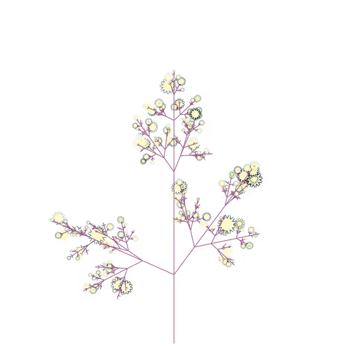 Nubloomfractal