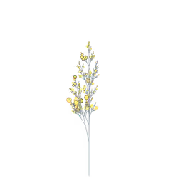 Spirit Thyme