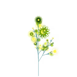 Royal Bearberry