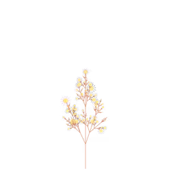 Shadow Bush